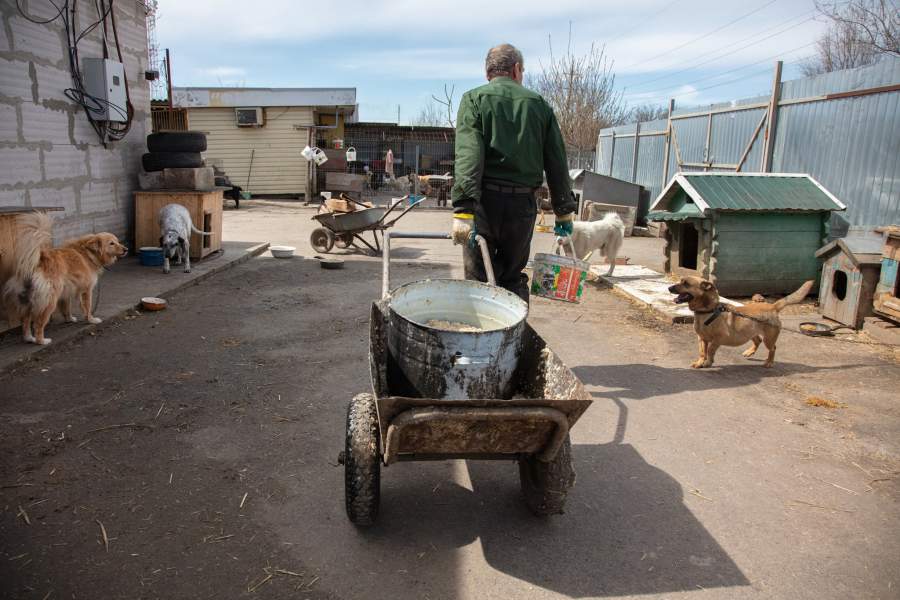 Приют для животных «Феникс»