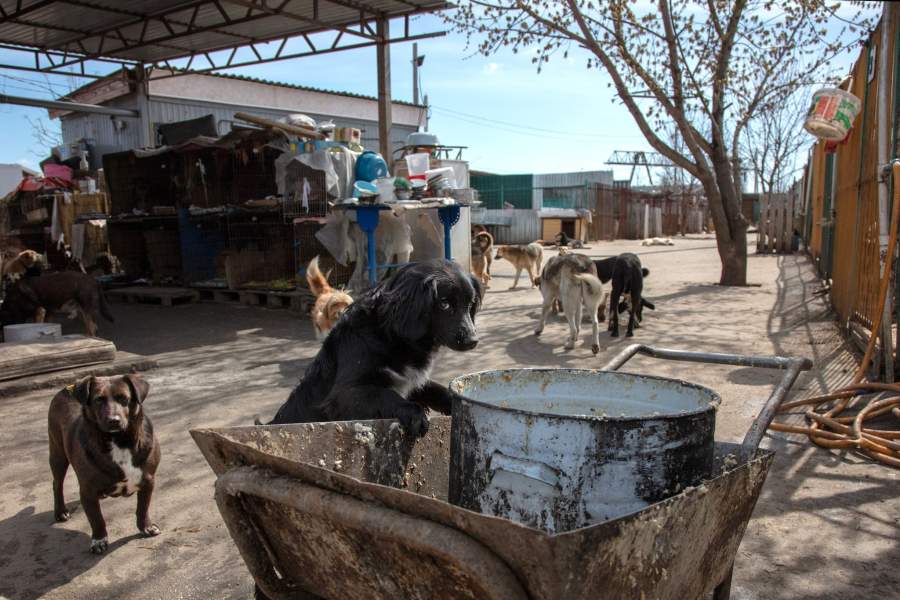Приют для животных «Феникс»