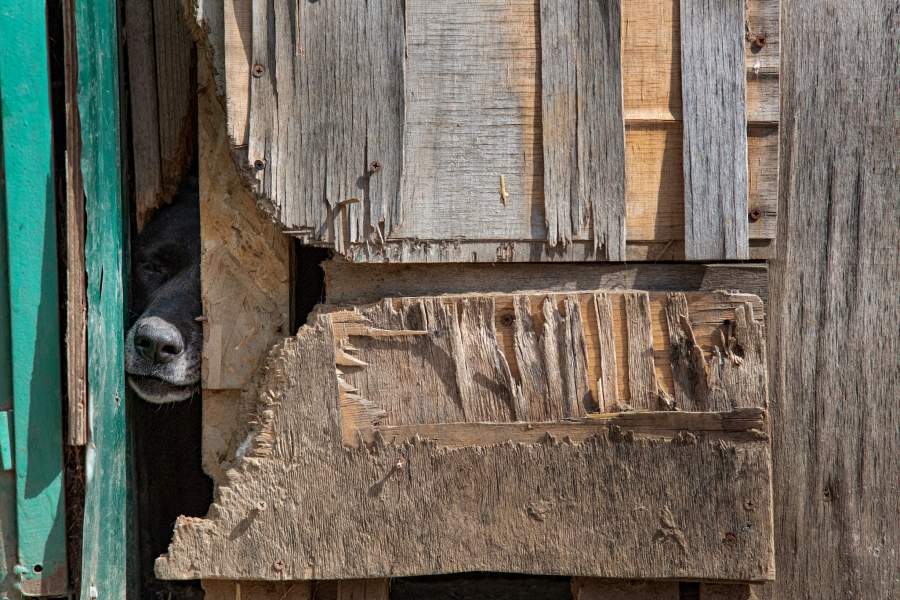 Приют для животных «Феникс»