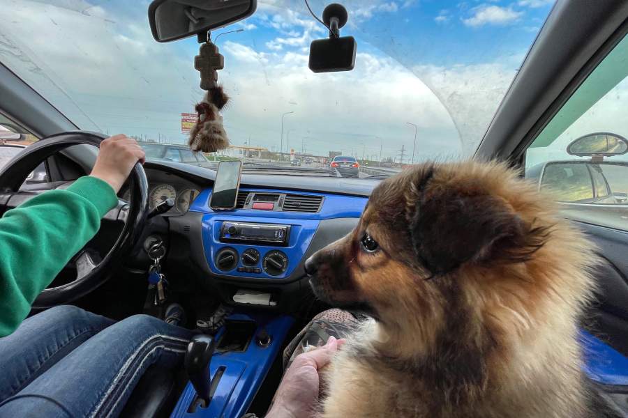 Приют для животных «Феникс»