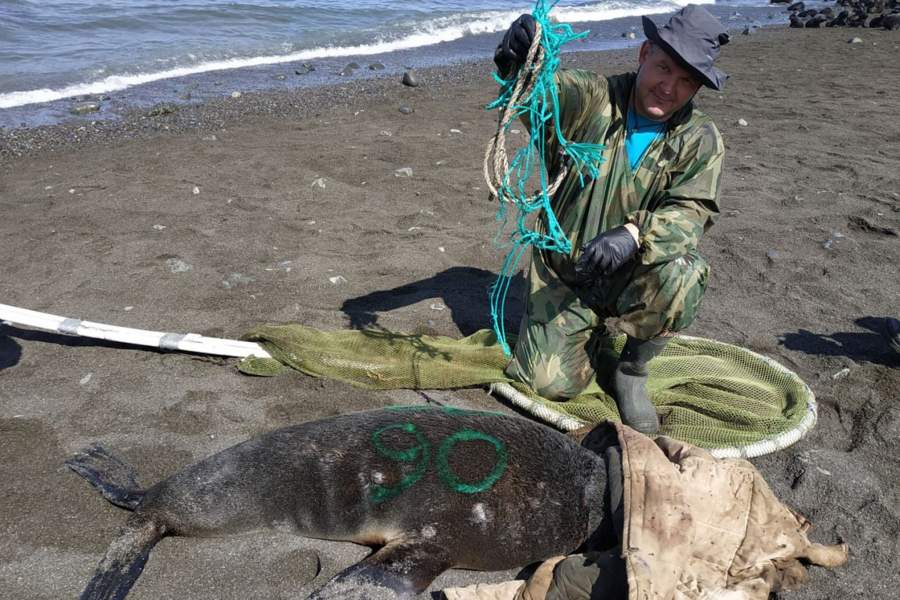 Как волонтеры спасают тюленей