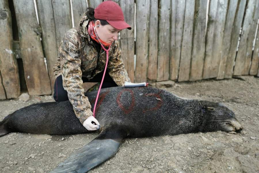 Как волонтеры спасают тюленей