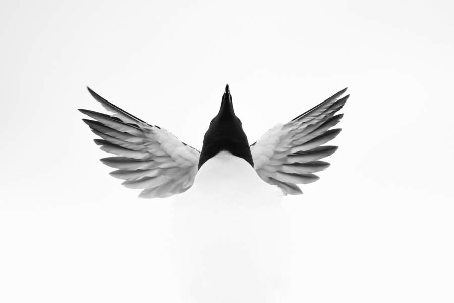 Победители фотоконкурса Bird Photographer of the Year 2023