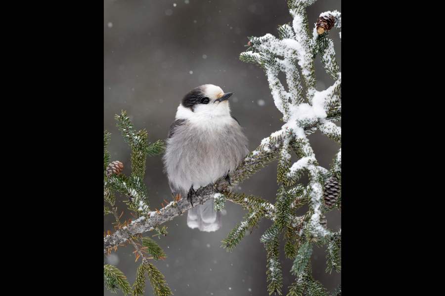 Победители фотоконкурса Bird Photographer of the Year 2023