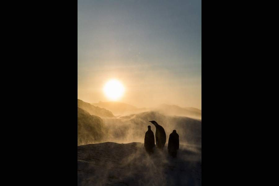 Победители фотоконкурса Bird Photographer of the Year 2023