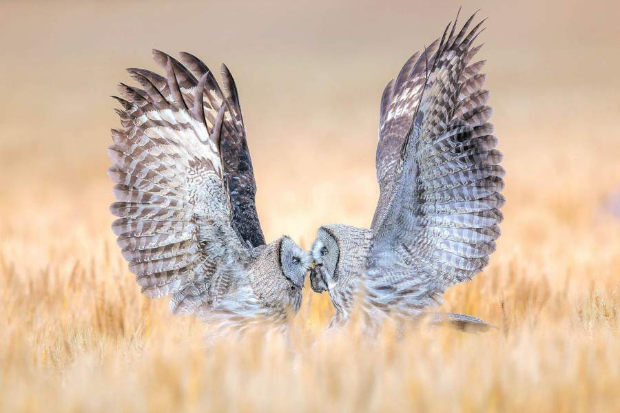 Победители фотоконкурса Bird Photographer of the Year 2023