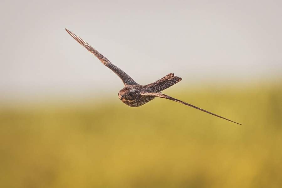 Победители фотоконкурса Bird Photographer of the Year 2023