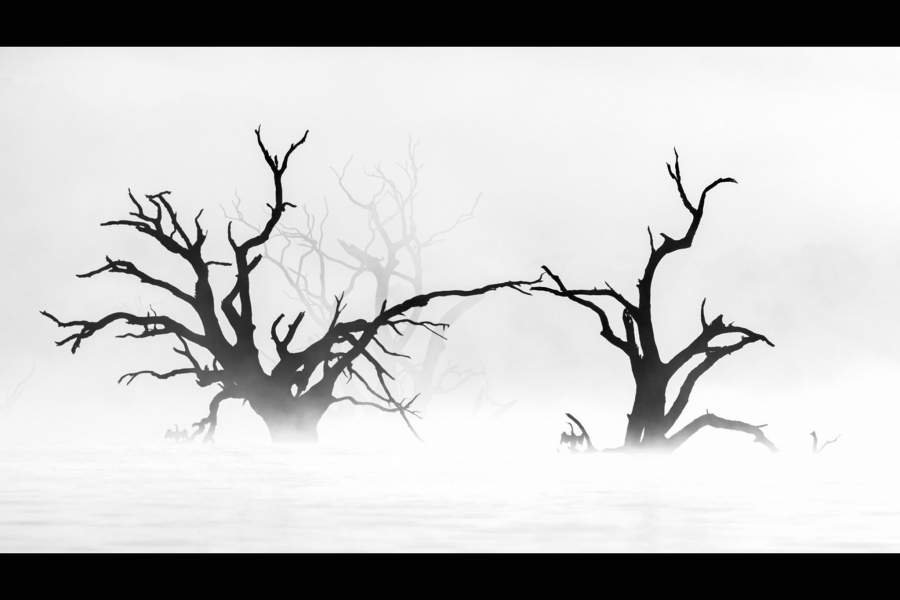 Победители фотоконкурса Bird Photographer of the Year 2023