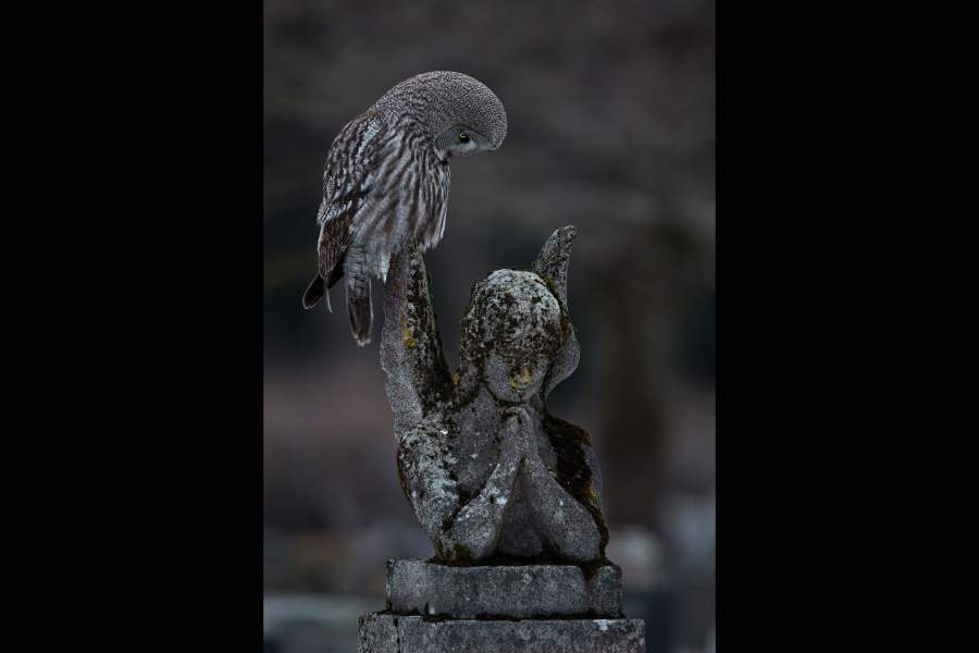 Победители фотоконкурса Bird Photographer of the Year 2023