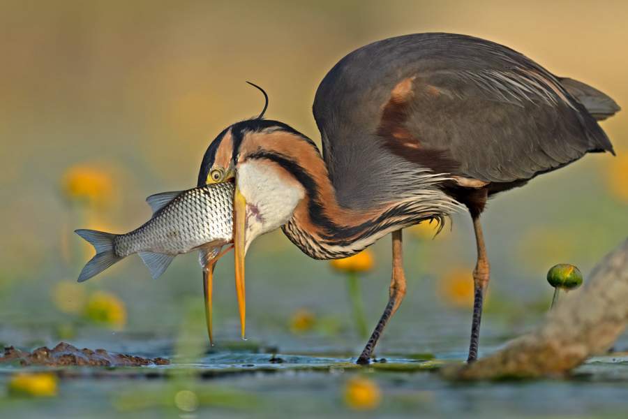 Победители фотоконкурса Bird Photographer of the Year 2023