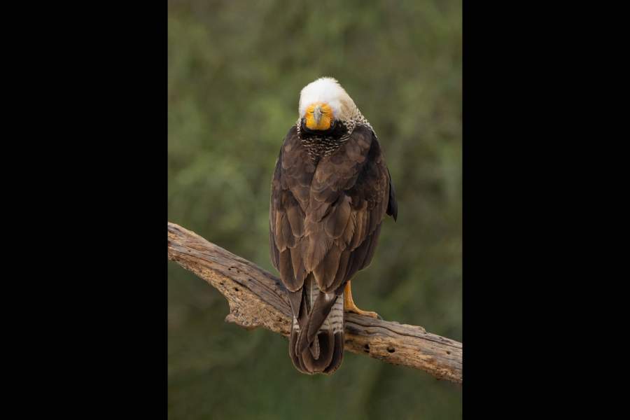 Победители фотоконкурса Bird Photographer of the Year 2023