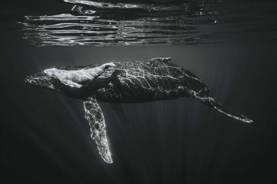 Black and White Photo Awards 2023