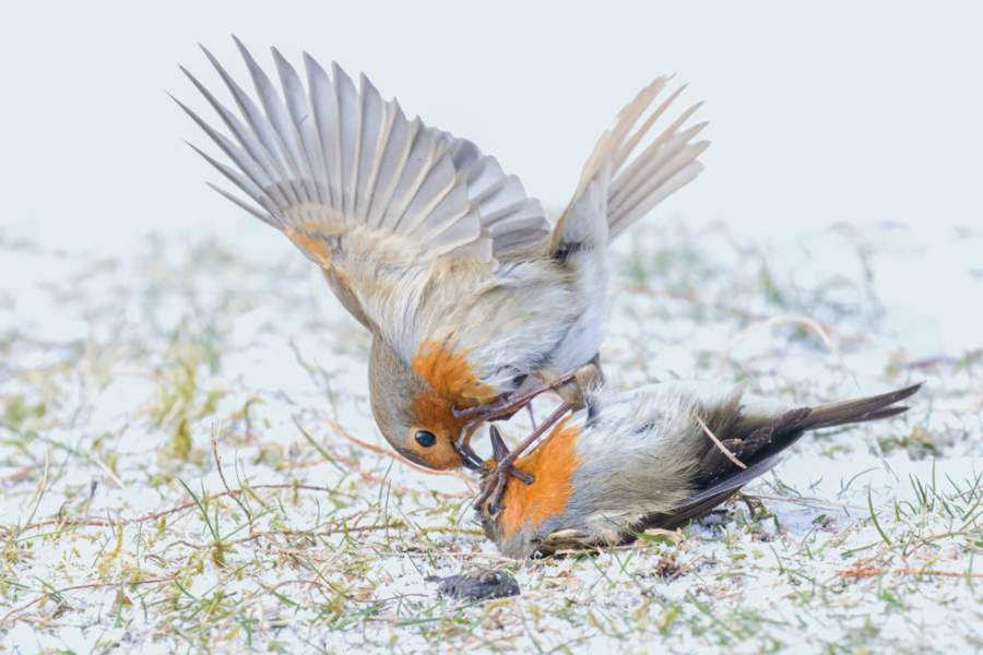 Победители Nature TTL Photographer of the Year 2023