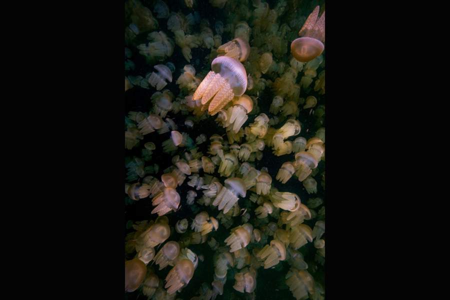 Победители Nature TTL Photographer of the Year 2023