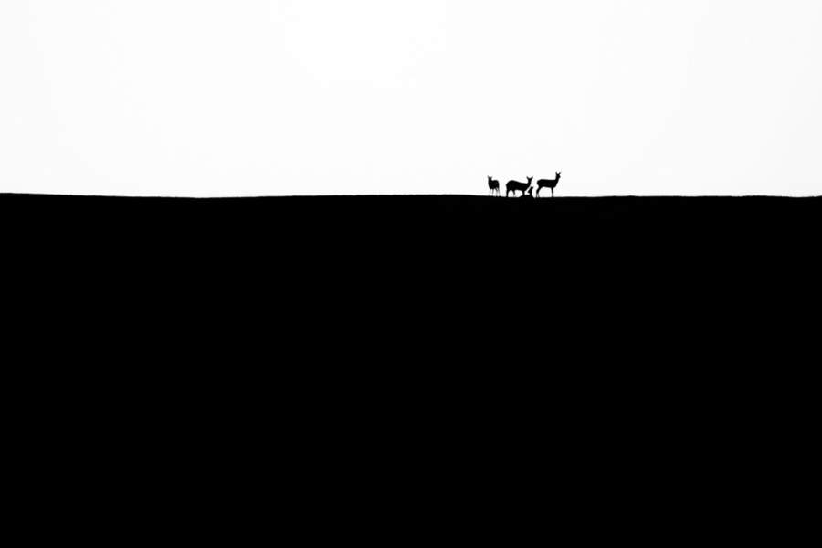 Победители Nature TTL Photographer of the Year 2023