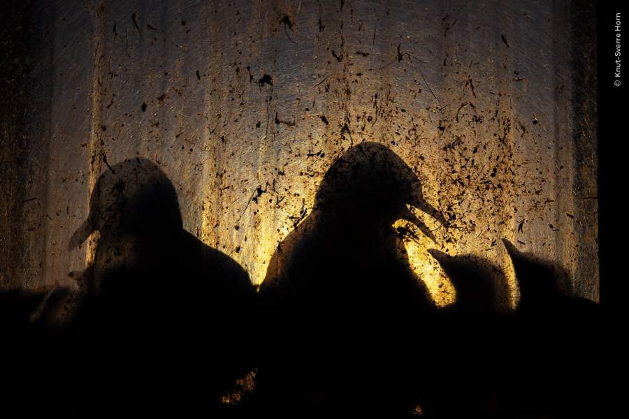 Победители Wildlife Photographer of the Year 2023