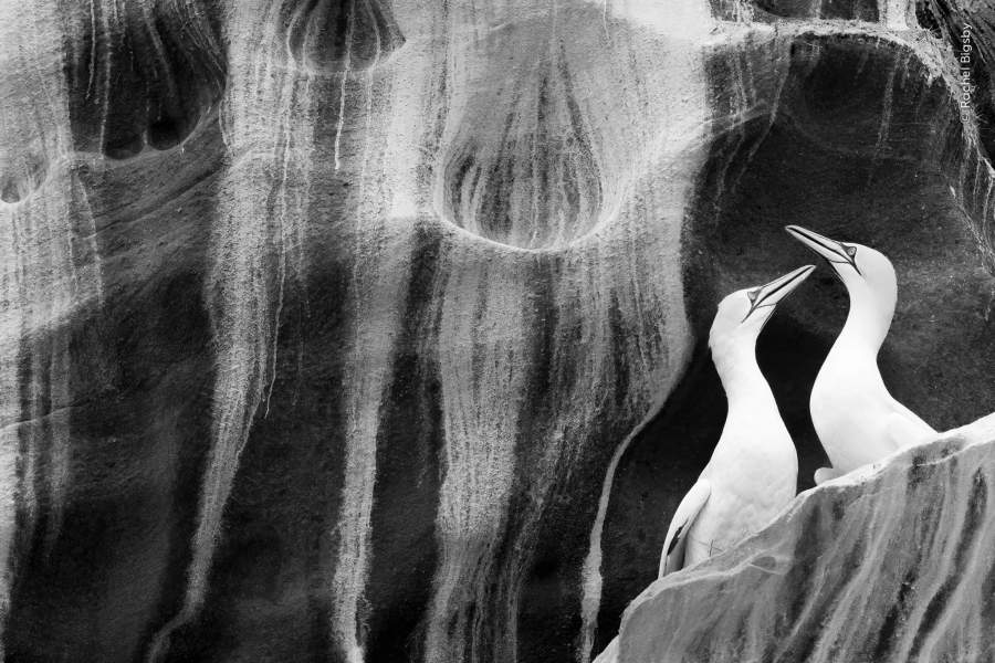 Победители Wildlife Photographer of the Year 2023