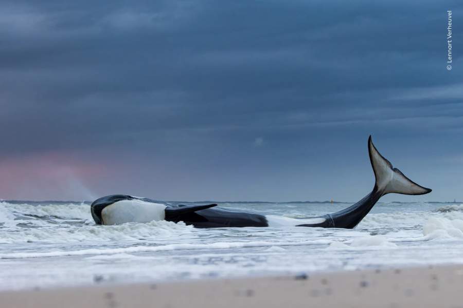 Победители Wildlife Photographer of the Year 2023