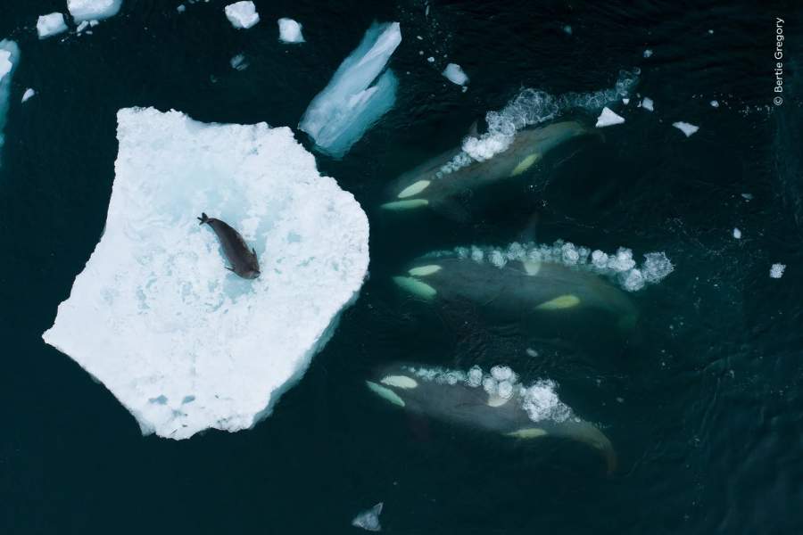 Победители Wildlife Photographer of the Year 2023