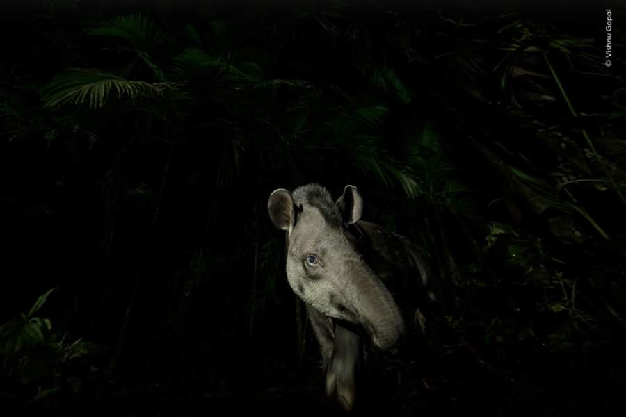 Победители Wildlife Photographer of the Year 2023