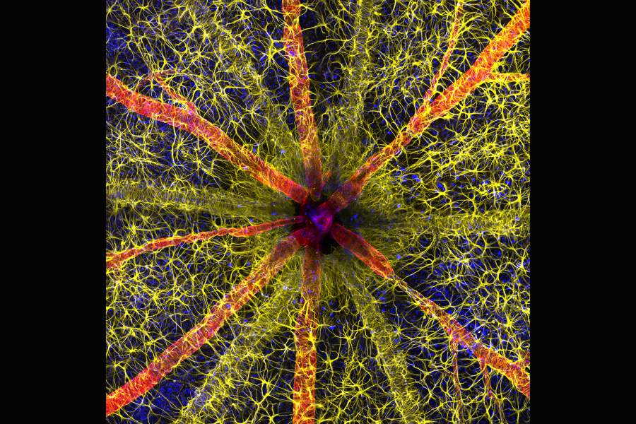 Nikon Small World 2023