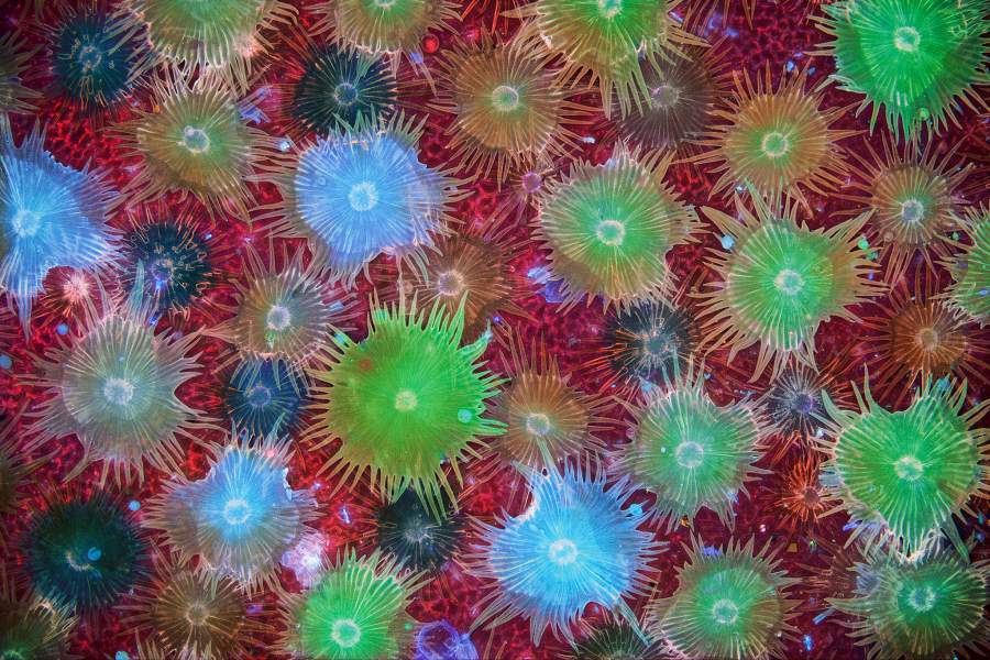 Nikon Small World 2023