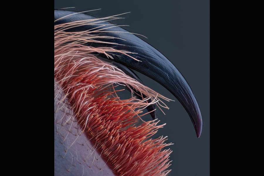 Nikon Small World 2023