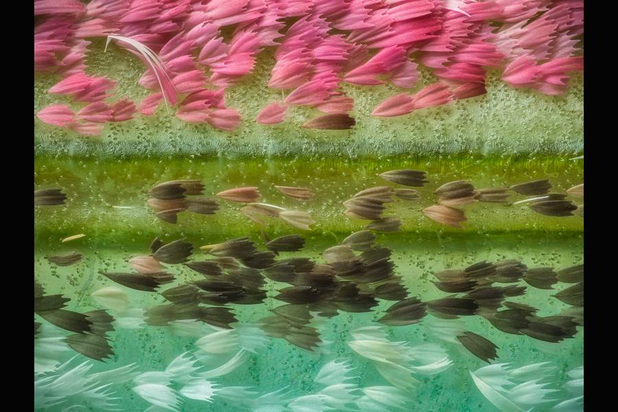 Nikon Small World 2023