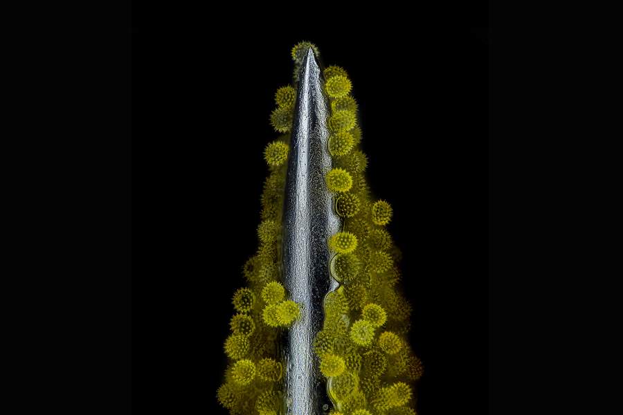 Nikon Small World 2023