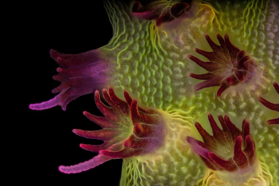 Nikon Small World 2023