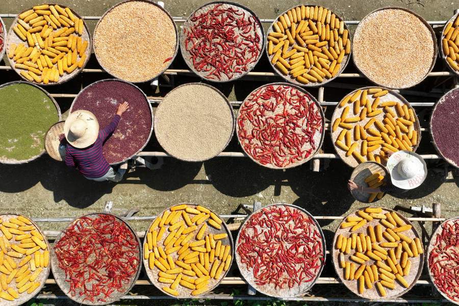 Как китайские фермеры сушат урожай на улицах