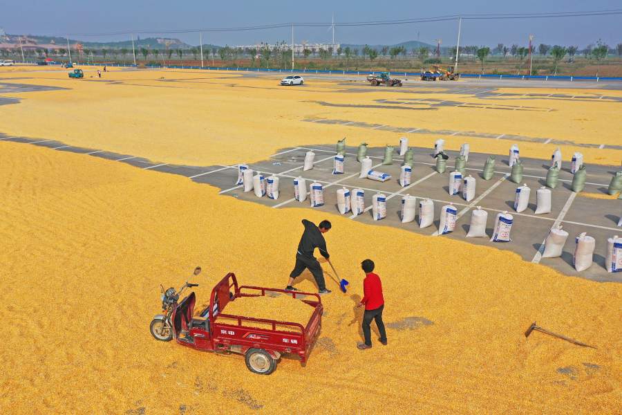 Как китайские фермеры сушат урожай на улицах