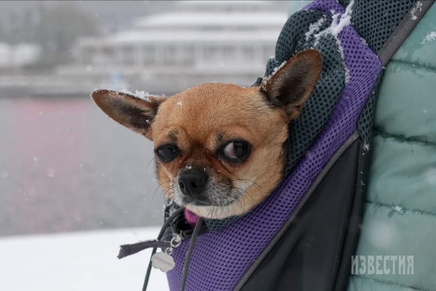 События недели в фотографиях