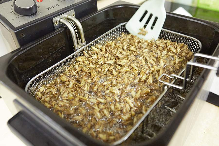 Как в Ставрополе делают снеки и муку из сверчков