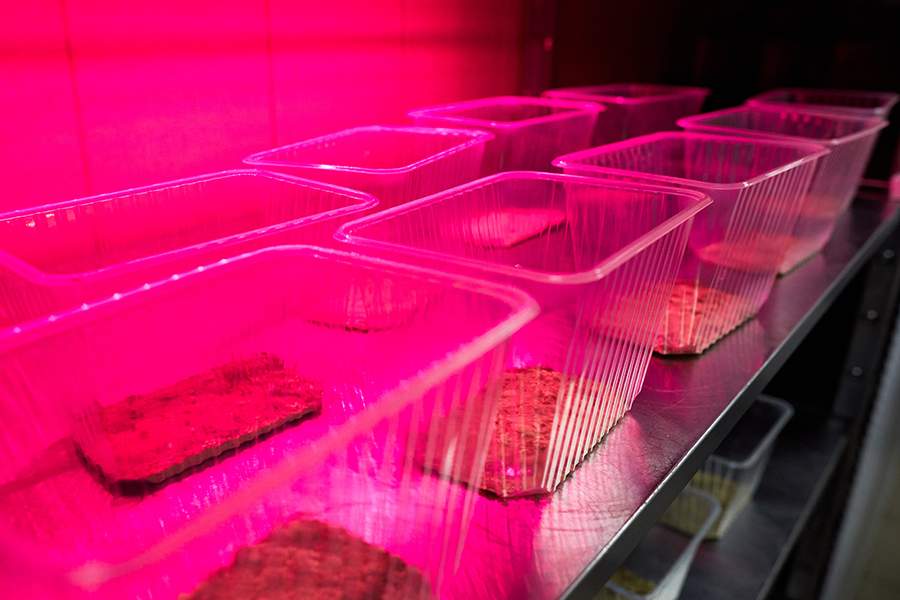 Как в Ставрополе делают снеки и муку из сверчков