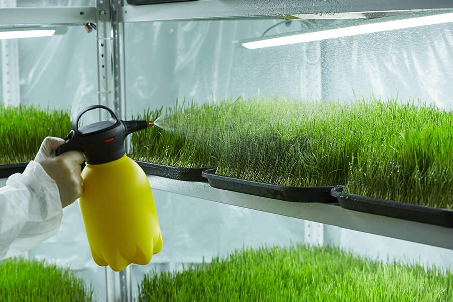 Как в Ставрополе делают снеки и муку из сверчков