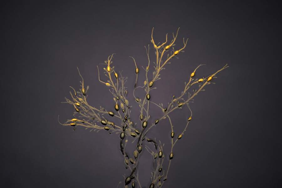 Победители фотоконкурса Landscape Photographer of the Year 2023