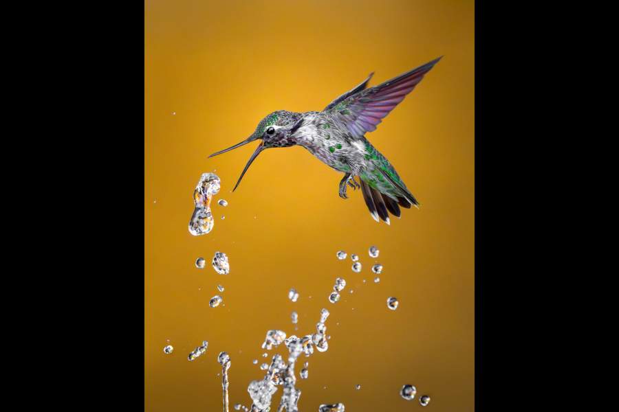 Победители фотоконкурса дикой природы NANPA 2024