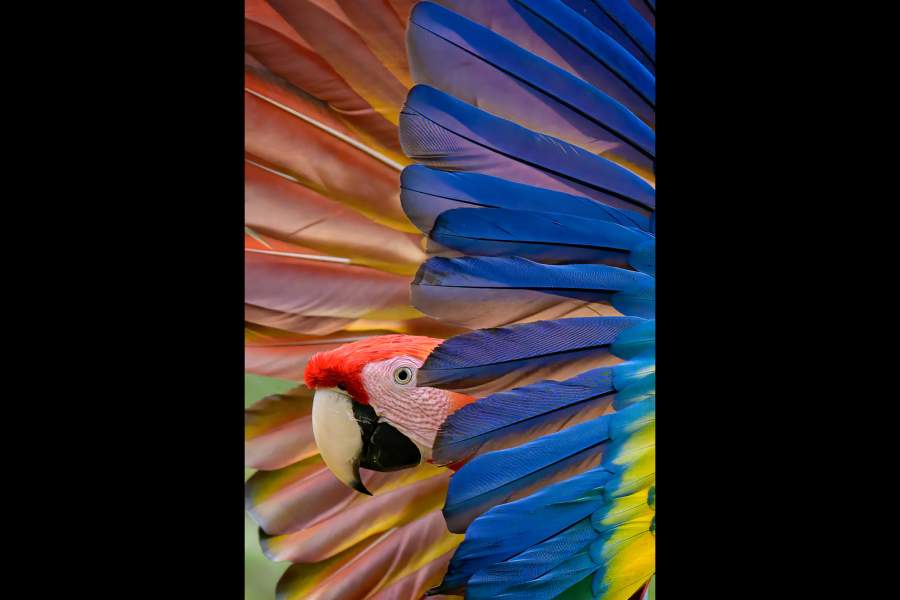 Победители фотоконкурса дикой природы NANPA 2024