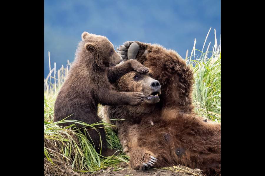 Победители фотоконкурса дикой природы NANPA 2024