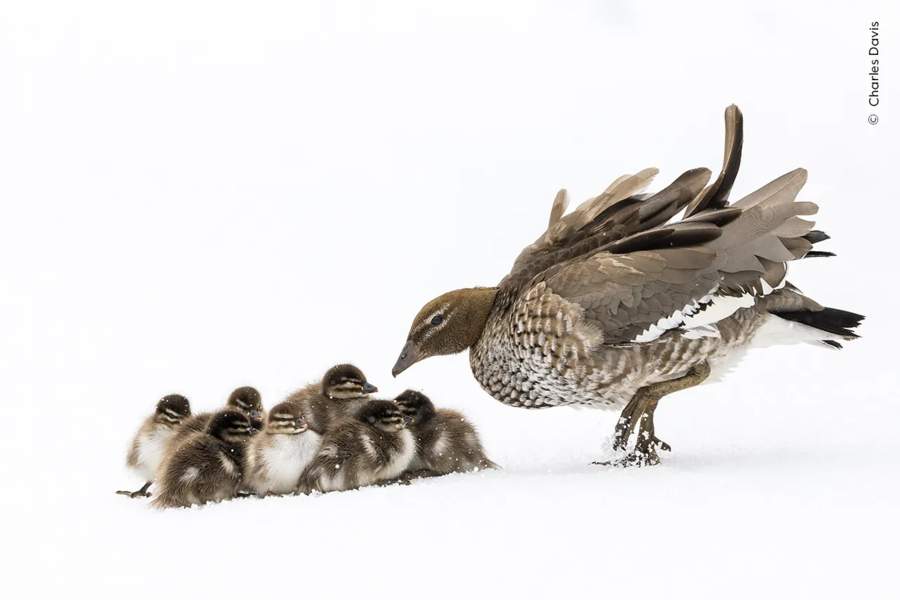 Подведены итоги Wildlife Photographer of the Year People's Choice Award ...