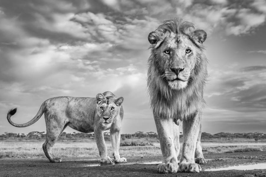 Победители Monochrome Photography Awards 2023