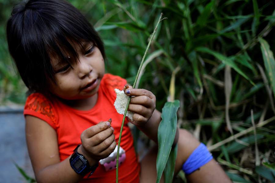 Почему в джунглях Бразилии исчезает народ яномами