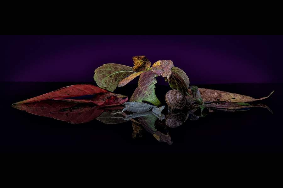 Победители Sony World Photography Awards