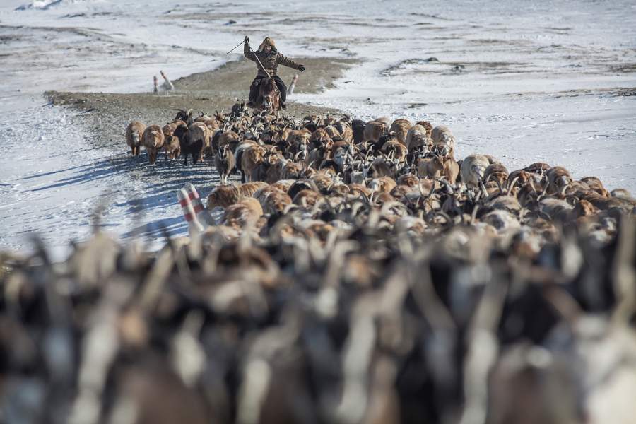 Как живет кочевой народ монгольских казахов
