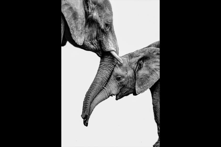 Дикая природа