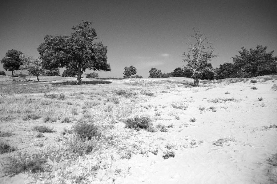 Ногайская степь