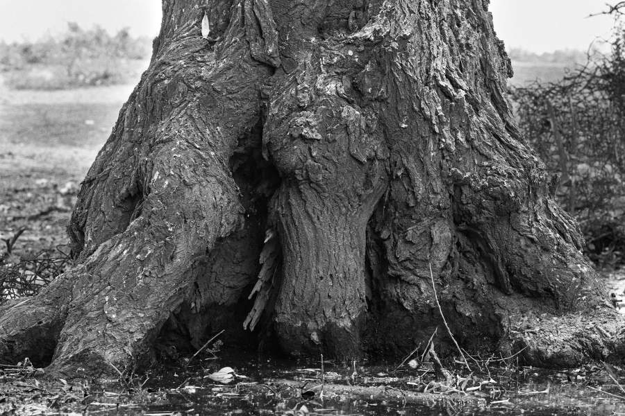 Ногайская степь