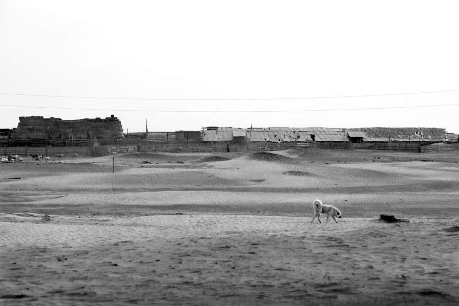 Ногайская степь