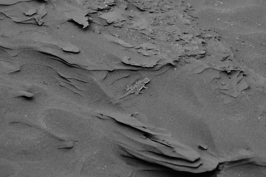 Ногайская степь